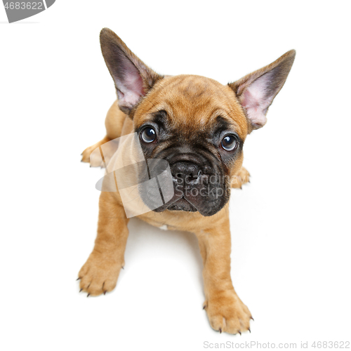 Image of cute french bulldog puppy