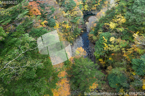 Image of Natural landscape and maple tree