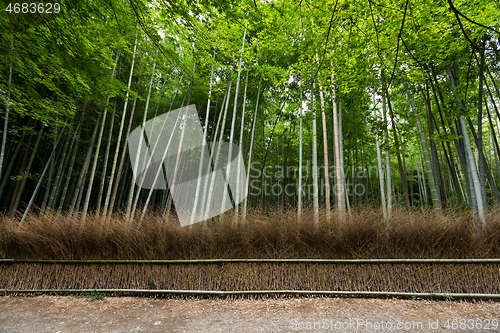 Image of Bamboo forest in Kyoto