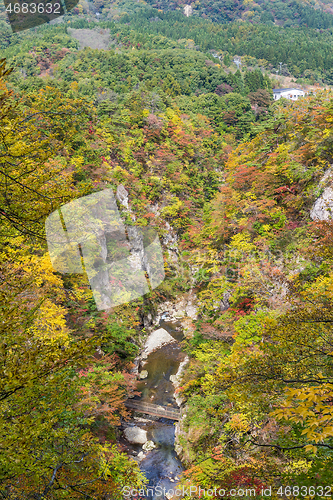 Image of Autumn foliage on the cliff