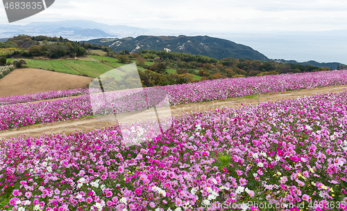 Image of Pink cosmos flower garden