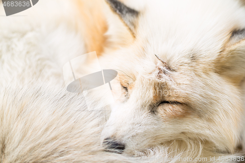 Image of Sleeping fox