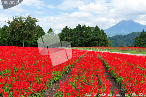 Image of Red salvia field