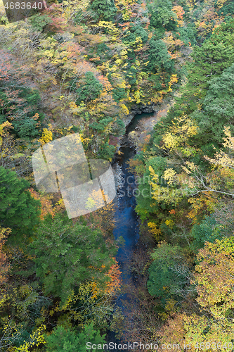 Image of Autumn forest landscape