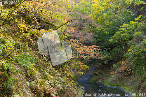 Image of Autumn forest