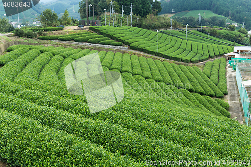 Image of Fresh green tea field