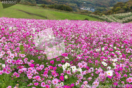 Image of Beautiful Cosmos flower field