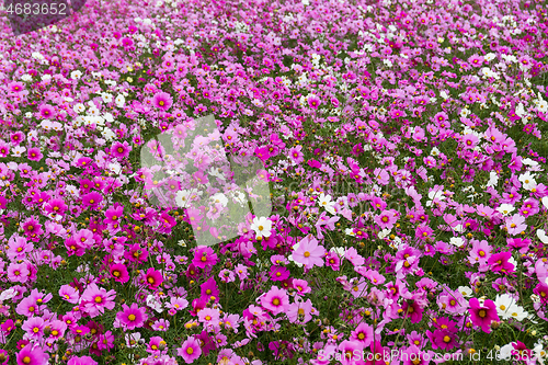 Image of Cosmos flower field