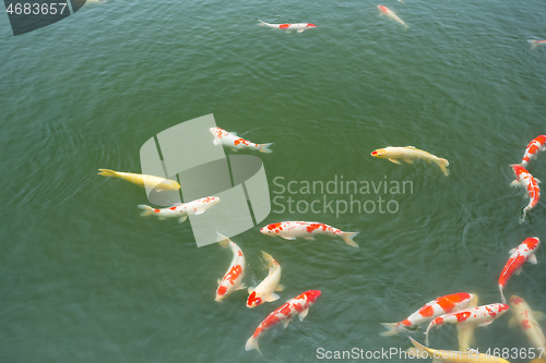 Image of Koi fish