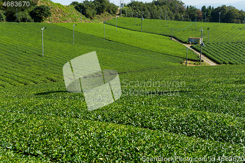 Image of Tea farm