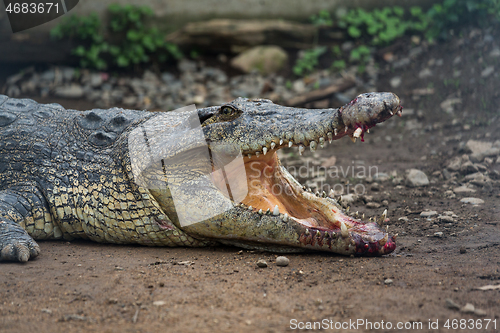 Image of Crocodile getting hurt