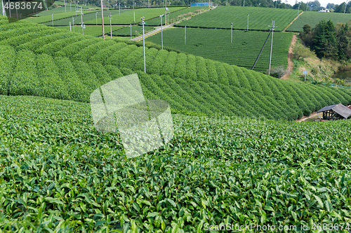 Image of Green tea plant