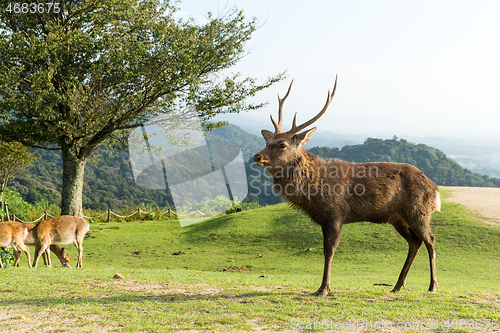 Image of Deer and natural landscape