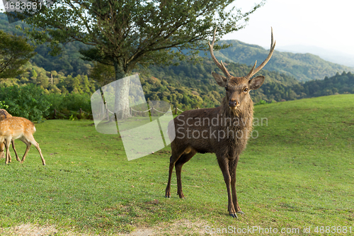 Image of Deer at mount wakakusa