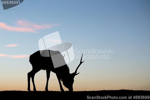 Image of Silhouette of deer