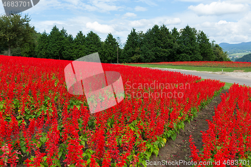 Image of Red Salvia farm