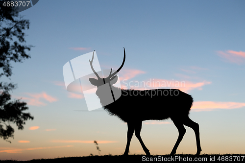 Image of Silhouette of deer against sky at sunset