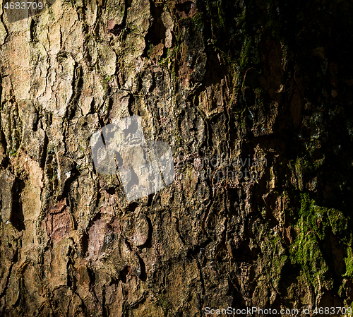 Image of Tree bark texture