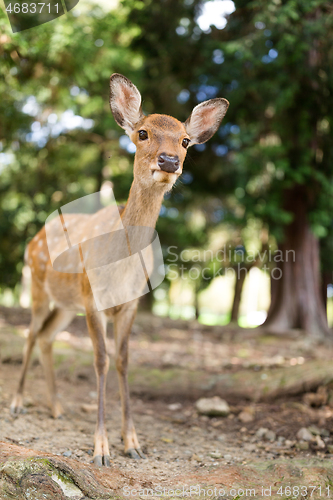 Image of Deer walking at a park