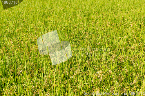 Image of Paddy Rice field background