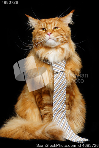 Image of Beautiful maine coon cat with man tie