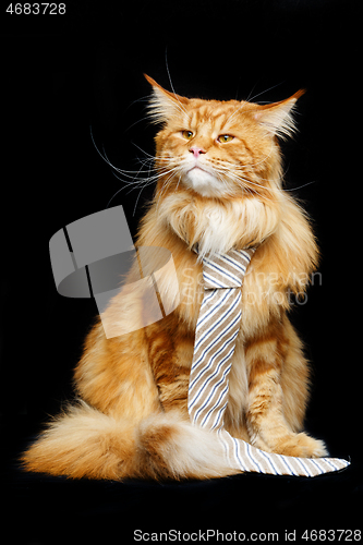 Image of Beautiful maine coon cat with man tie