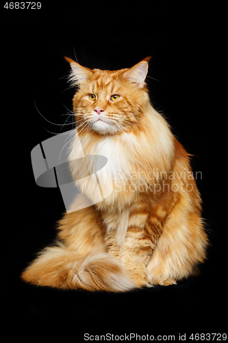 Image of Beautiful maine coon cat