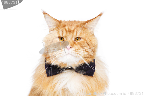 Image of Beautiful maine coon cat with bow tie