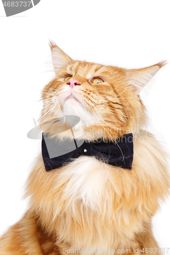 Image of Beautiful maine coon cat with bow tie