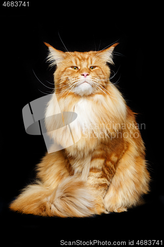 Image of Beautiful maine coon cat