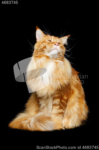 Image of Beautiful maine coon cat