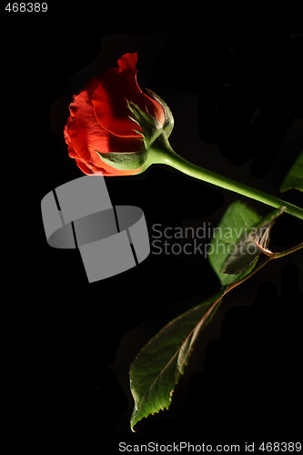 Image of Red rose