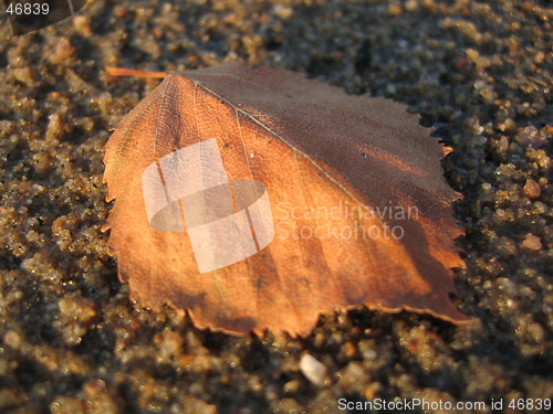 Image of sand Leaf