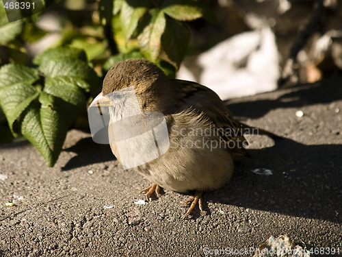 Image of sparrow