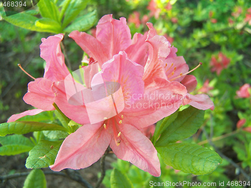 Image of Azalea