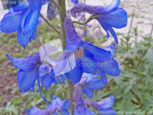 Image of Delphinium