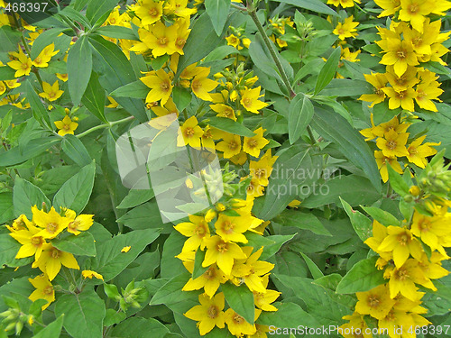 Image of Yellow blossoms