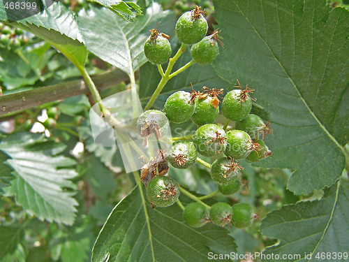 Image of Green rowan berry