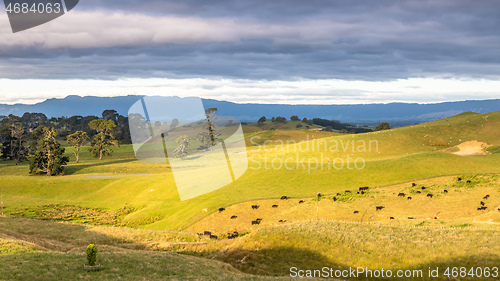 Image of sunset landscape with cows