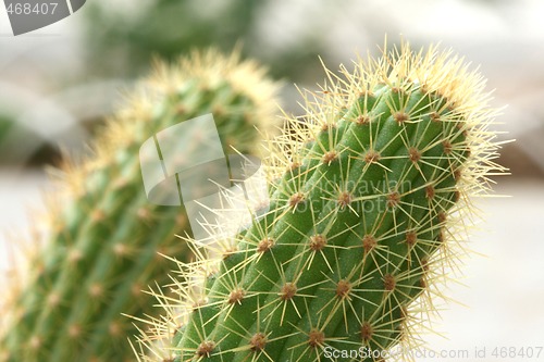 Image of cactus