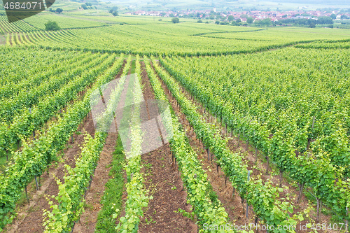 Image of aerial view vineyard scenery at Kaiserstuhl Germany