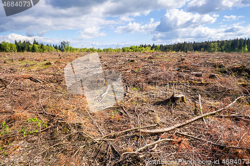 Image of cleared forest outdoor scenery south Germany