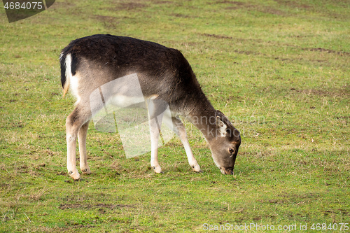 Image of eating deer in the meadow