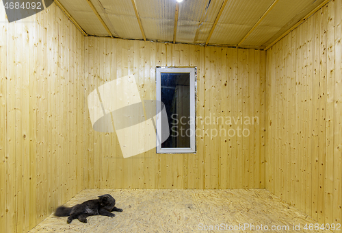 Image of The cat lies on the floor of an empty room in a wooden house