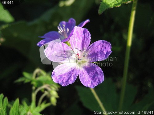 Image of Midsummer flower