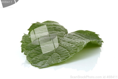 Image of spearmint leaf