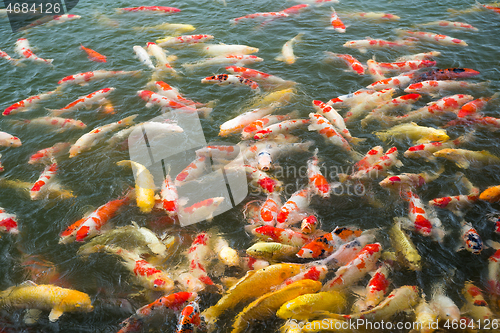 Image of Koi fish in water pond 