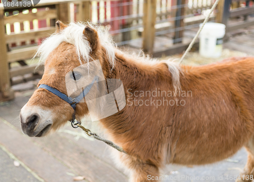 Image of Horse in pasture