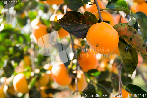 Image of Persimmon fruit hanging on tree