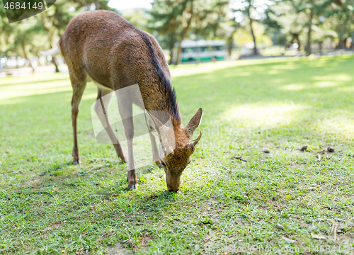 Image of Deer eating grass